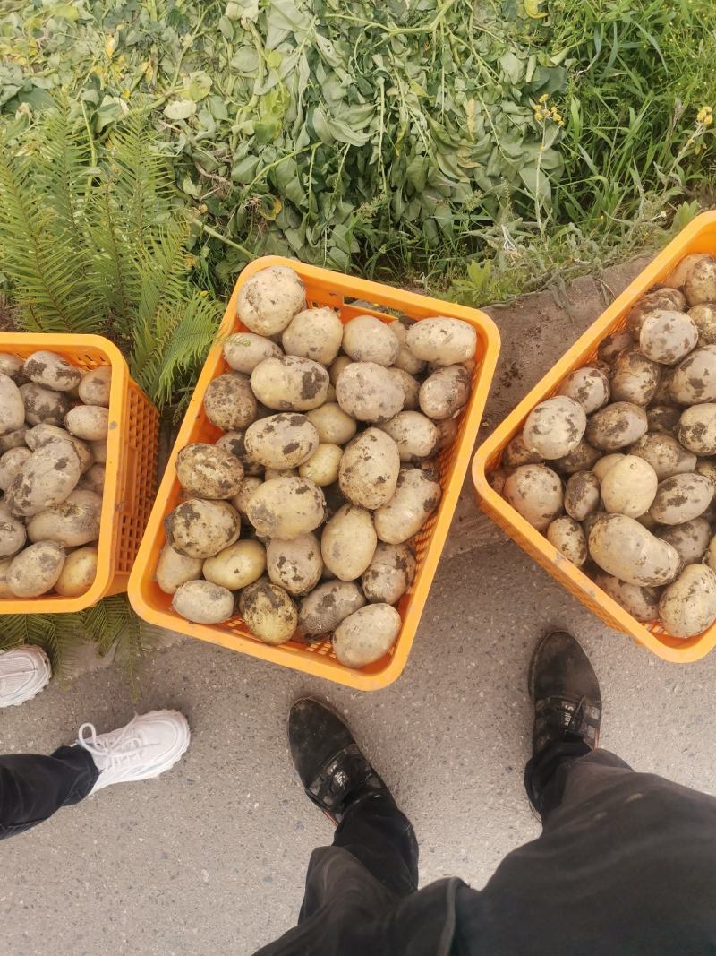 兴佳2号土豆。洋芋