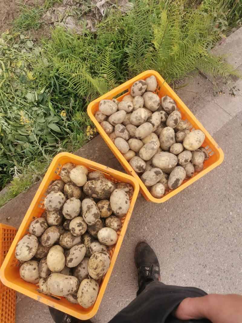 兴佳2号土豆。洋芋