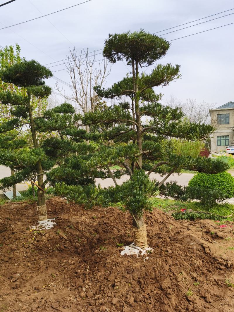 罗汉松老桩造型适合庭院种植市政小区绿化