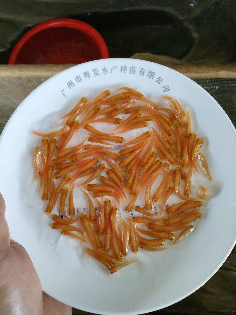 俄罗斯金草鱼苗、金丝鲩鱼苗、黄金鲩鱼苗