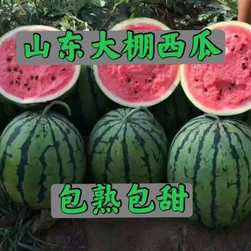 山东甜王西瓜大量上市，包熟包甜，全国代发