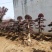 红花檵木老桩2年叶片红花紫叶适合庭院种植市政小区