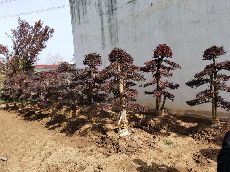 红花檵木老桩2年叶片红花紫叶适合庭院种植市政小区