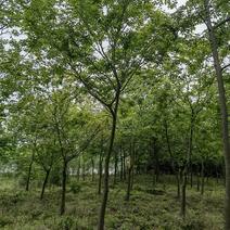 10公分朴树产地直发，8-40公分各种规格