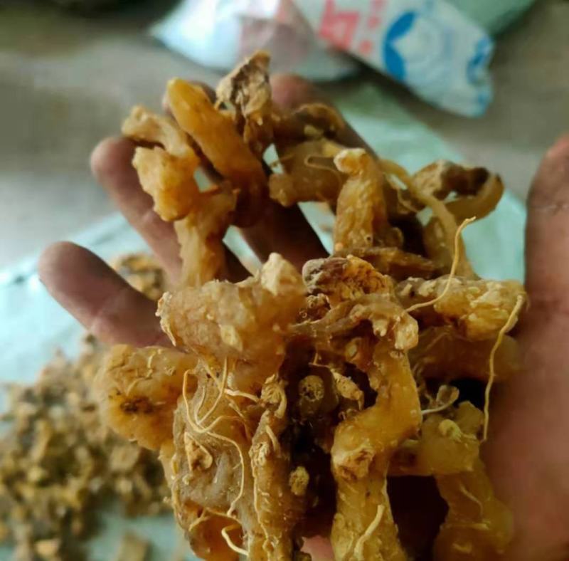 野生黄精