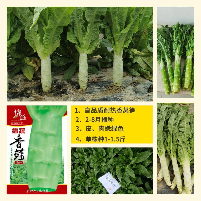 绵蔬香蒄/香莴笋种子/莴苣/蔬菜种子/绵蔬种业/耐热莴笋