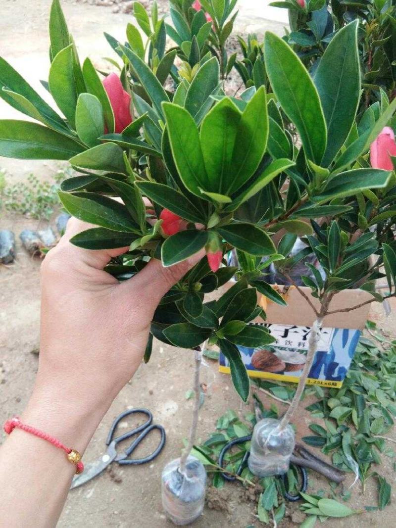 茶花树苗四季开花杜鹃红赤丹山茶花可盆栽地栽庭院阳台