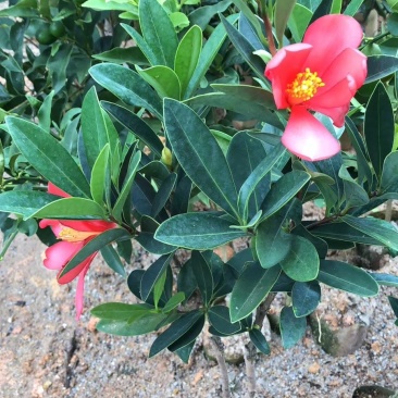 茶花树苗四季开花杜鹃红赤丹山茶花可盆栽地栽庭院阳台
