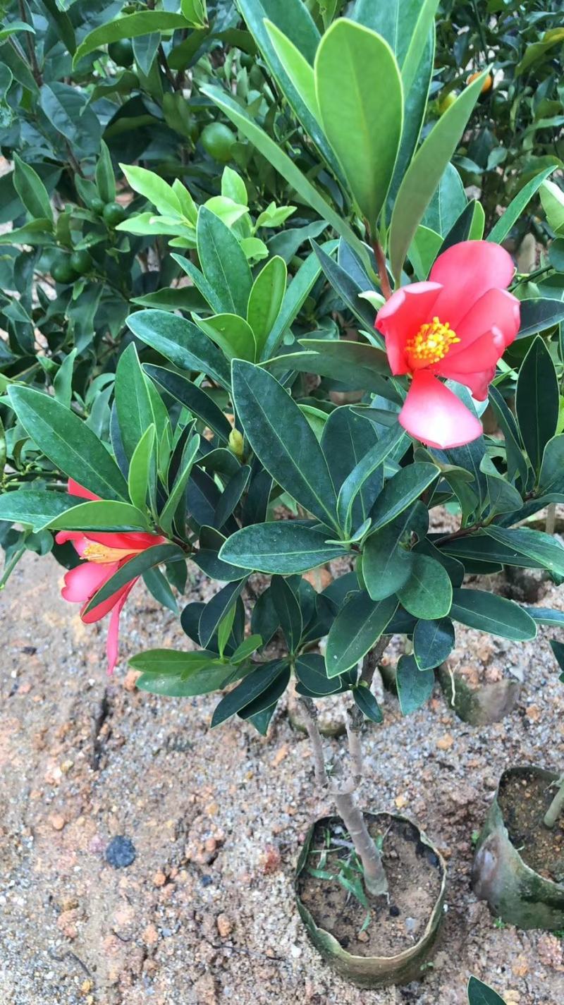 茶花树苗四季开花杜鹃红赤丹山茶花可盆栽地栽庭院阳台