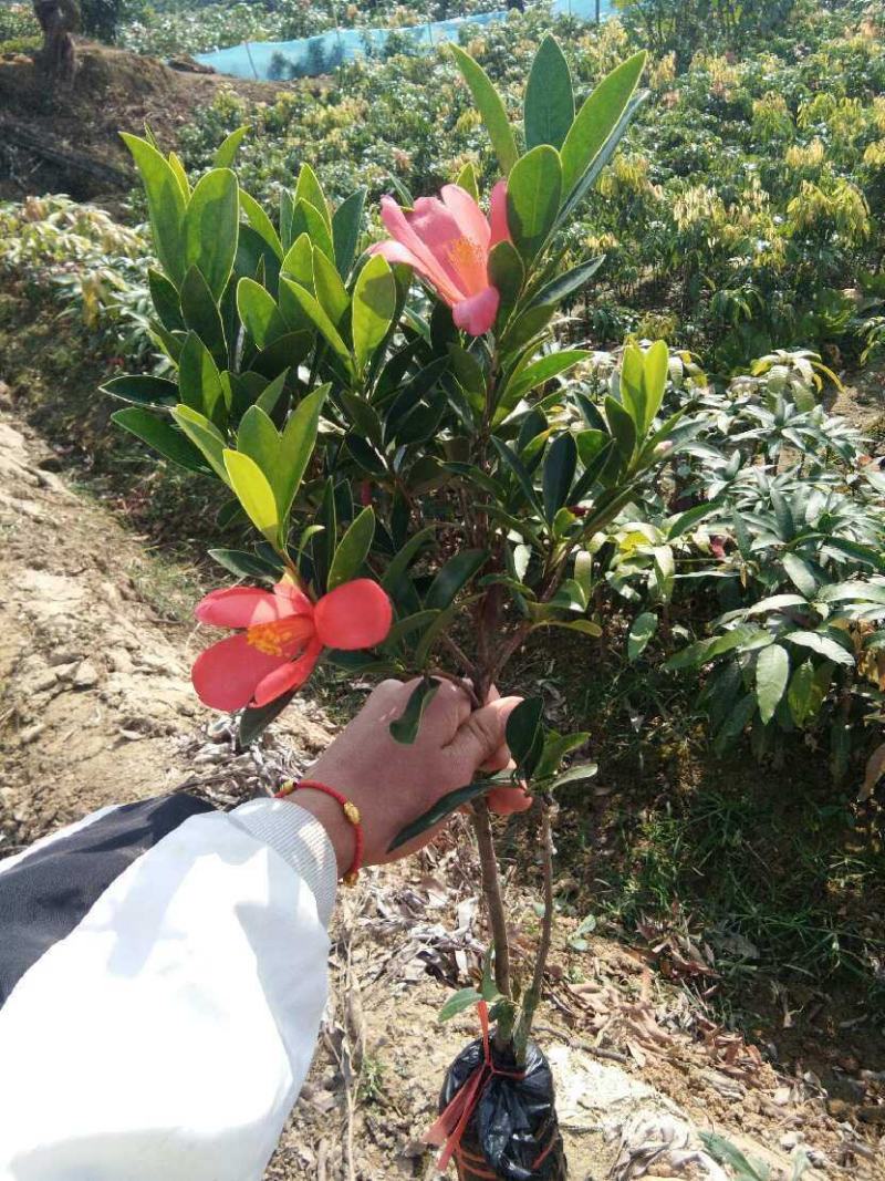 茶花树苗四季开花杜鹃红赤丹山茶花可盆栽地栽庭院阳台