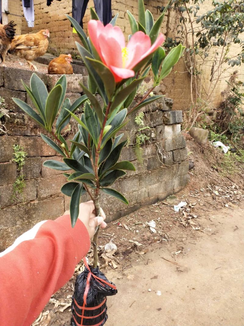 茶花树苗四季开花杜鹃红赤丹山茶花可盆栽地栽庭院阳台