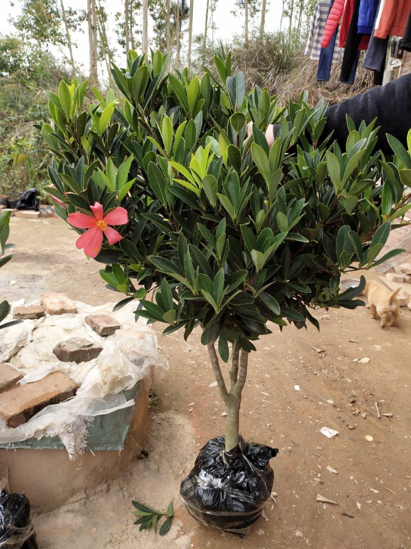 茶花树苗四季开花杜鹃红赤丹山茶花可盆栽地栽庭院阳台