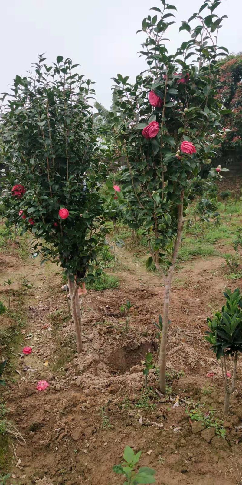 茶花树苗四季开花杜鹃红赤丹山茶花可盆栽地栽庭院阳台