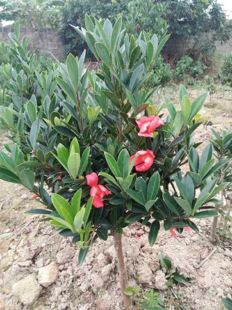 茶花树苗四季开花杜鹃红赤丹山茶花可盆栽地栽庭院阳台