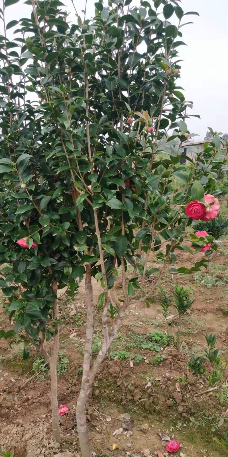 茶花树苗四季开花杜鹃红赤丹山茶花可盆栽地栽庭院阳台