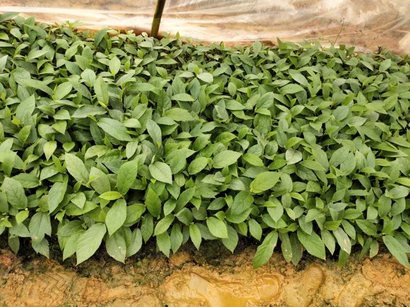 茶花树苗四季开花杜鹃红赤丹山茶花可盆栽地栽庭院阳台