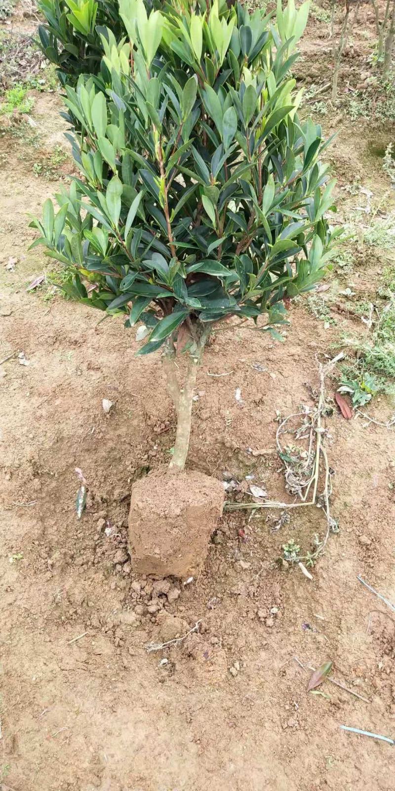 茶花树苗四季开花杜鹃红赤丹山茶花可盆栽地栽庭院阳台
