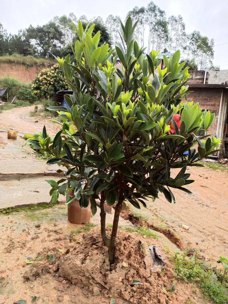 茶花树苗四季开花杜鹃红赤丹山茶花可盆栽地栽庭院阳台