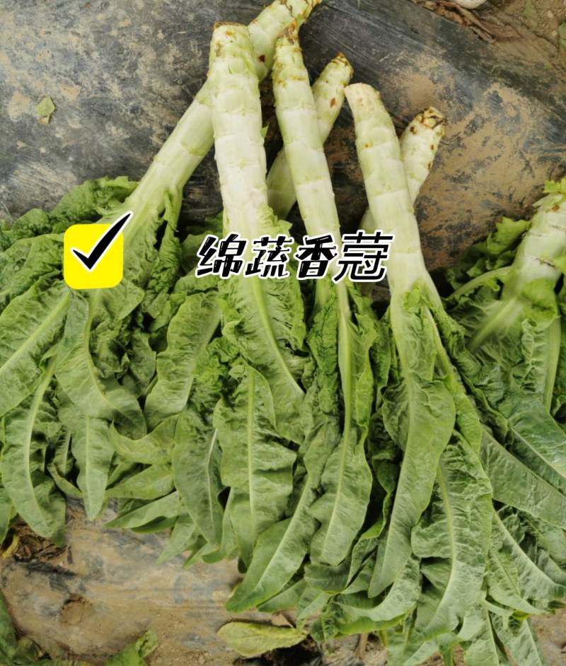 绵蔬香蒄/香莴笋种子/莴苣/蔬菜种子/绵蔬种业/耐热莴笋