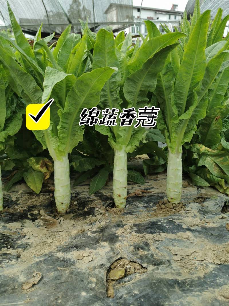 绵蔬香蒄/香莴笋种子/莴苣/蔬菜种子/绵蔬种业/耐热莴笋