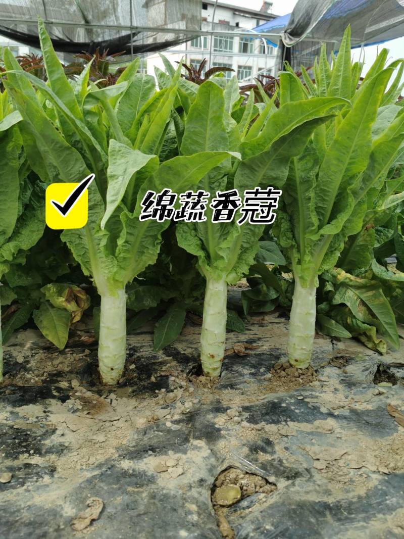 绵蔬香蒄/香莴笋种子/莴苣/蔬菜种子/绵蔬种业/耐热莴笋