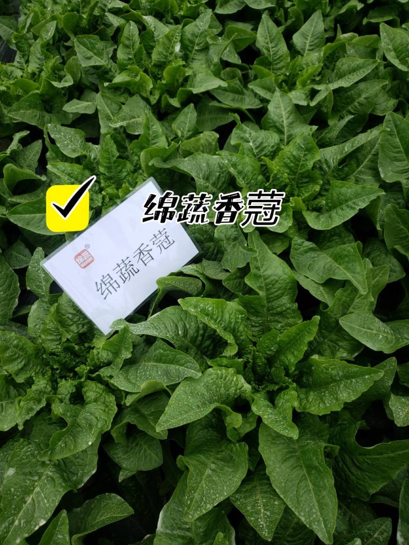 绵蔬香蒄/香莴笋种子/莴苣/蔬菜种子/绵蔬种业/耐热莴笋