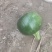 小南瓜，炒菜吃的小南瓜