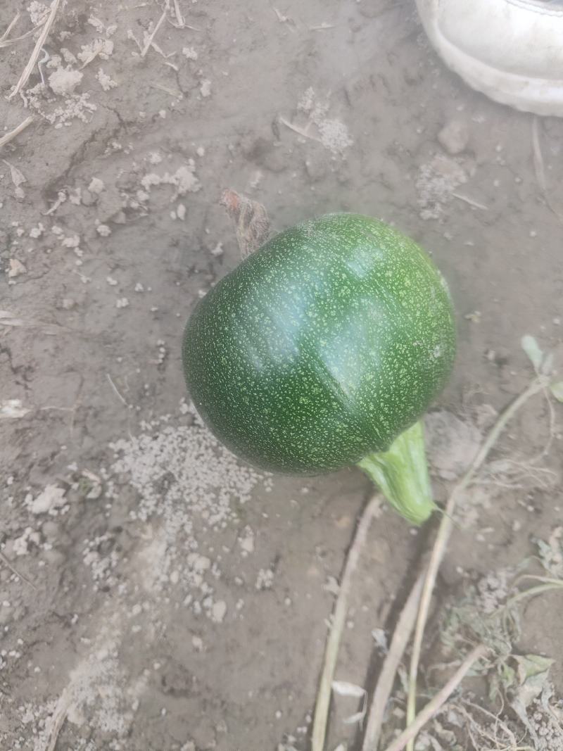 小南瓜，炒菜吃的小南瓜