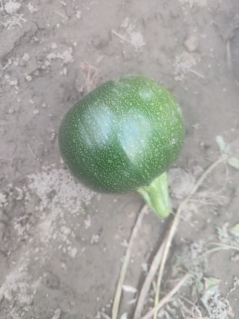 小南瓜，炒菜吃的小南瓜