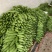 大丰收，各品种苦瓜大量预售上市。