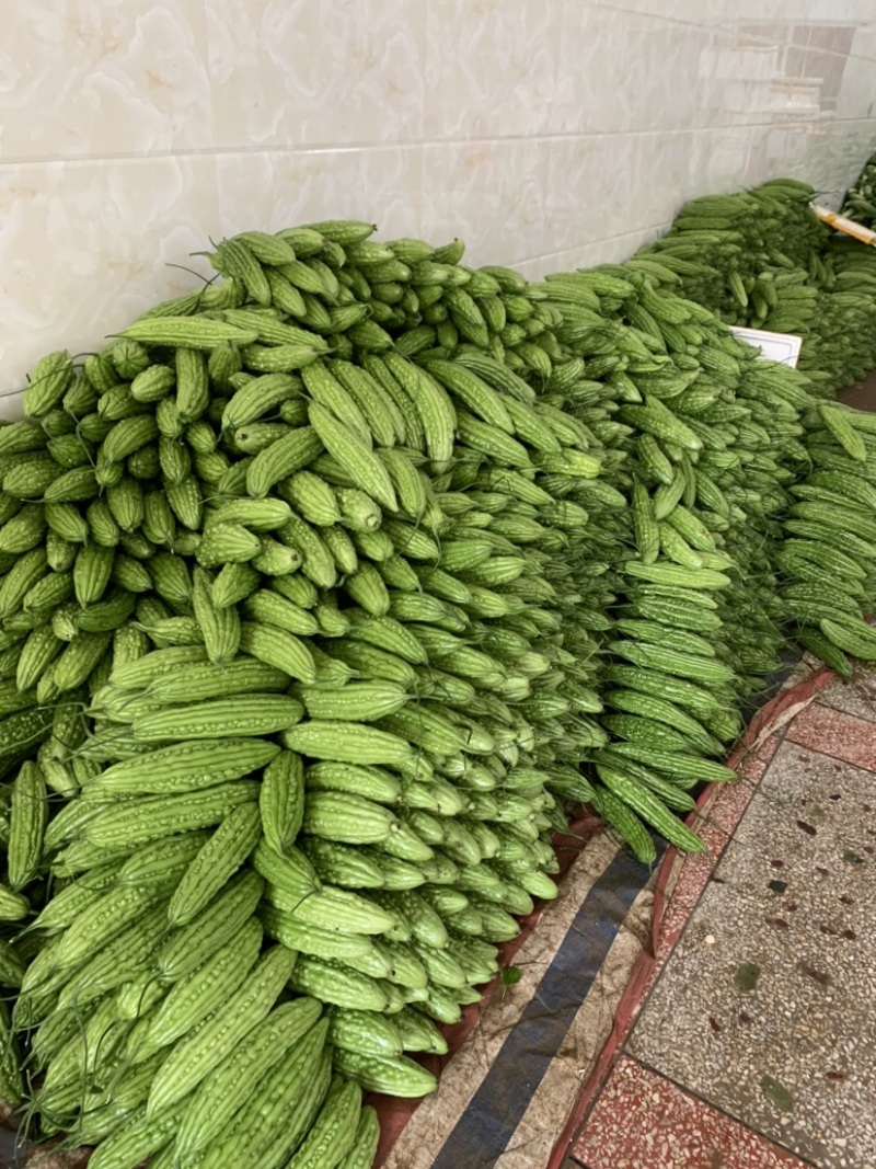 大丰收，各品种苦瓜大量预售上市。