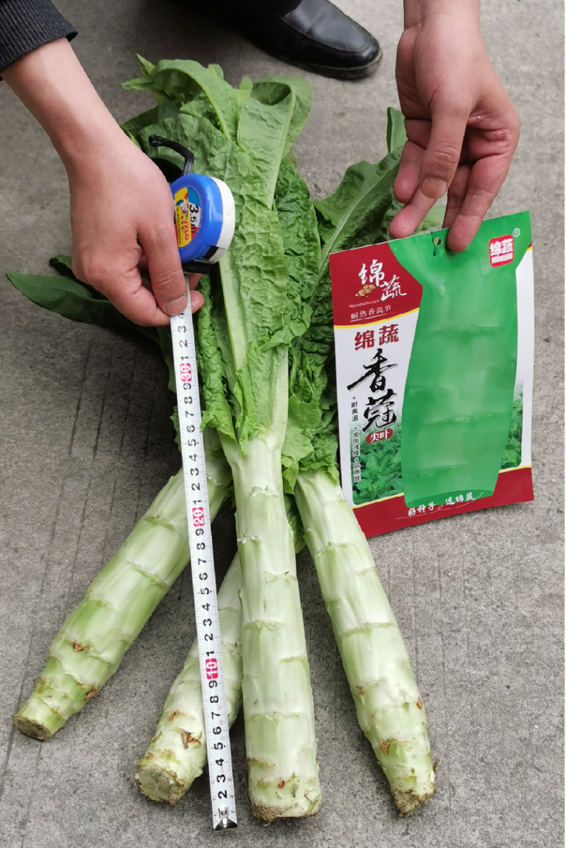绵蔬香蒄/香莴笋种子/莴苣/蔬菜种子/绵蔬种业/耐热莴笋