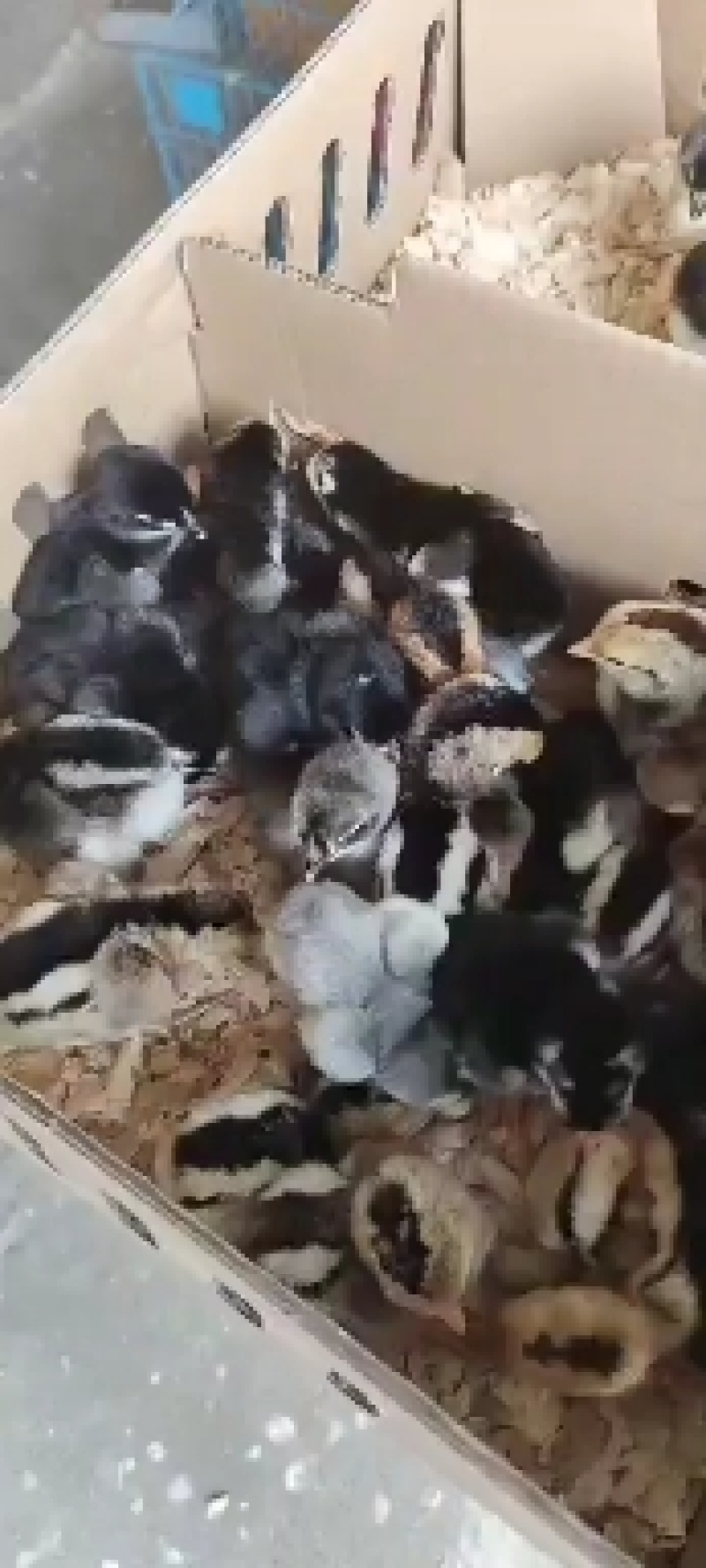 纯种越南斗鸡苗成活率高包疫苗运输包成活品种优质