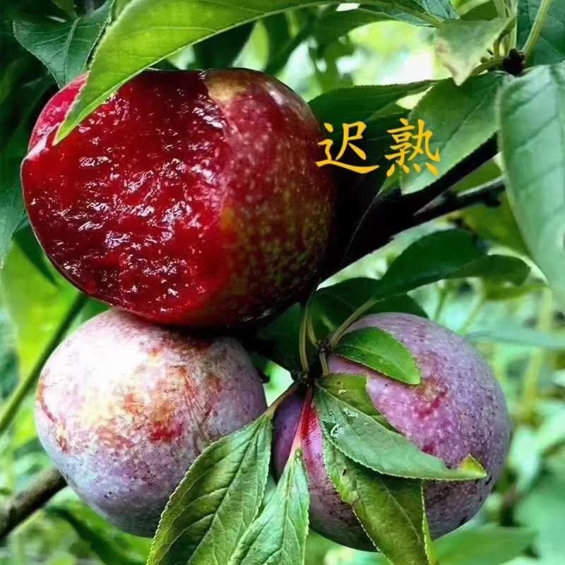 三华李树苗早熟脆华李三月李迟熟三华李子苗银妃嫁接果树包邮