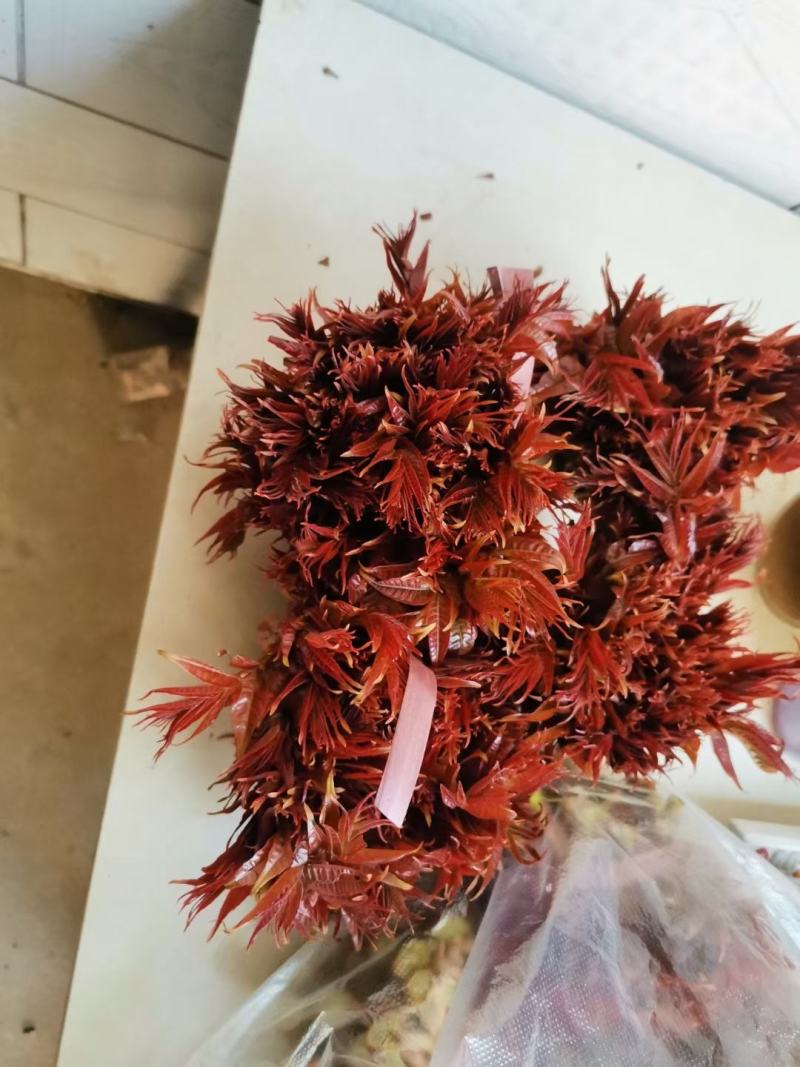 陕西露天红油香椿，品质保证，长期合作支持一件代发包售后。