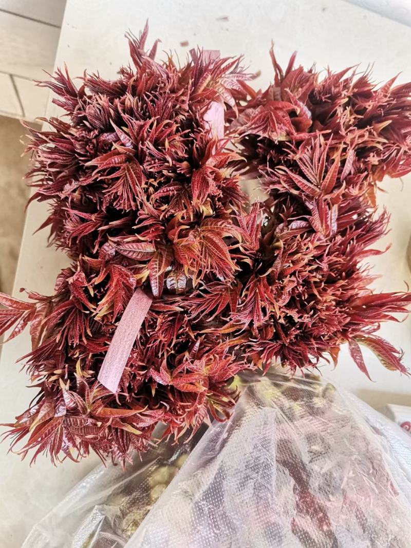 陕西露天红油香椿，品质保证，长期合作支持一件代发包售后。