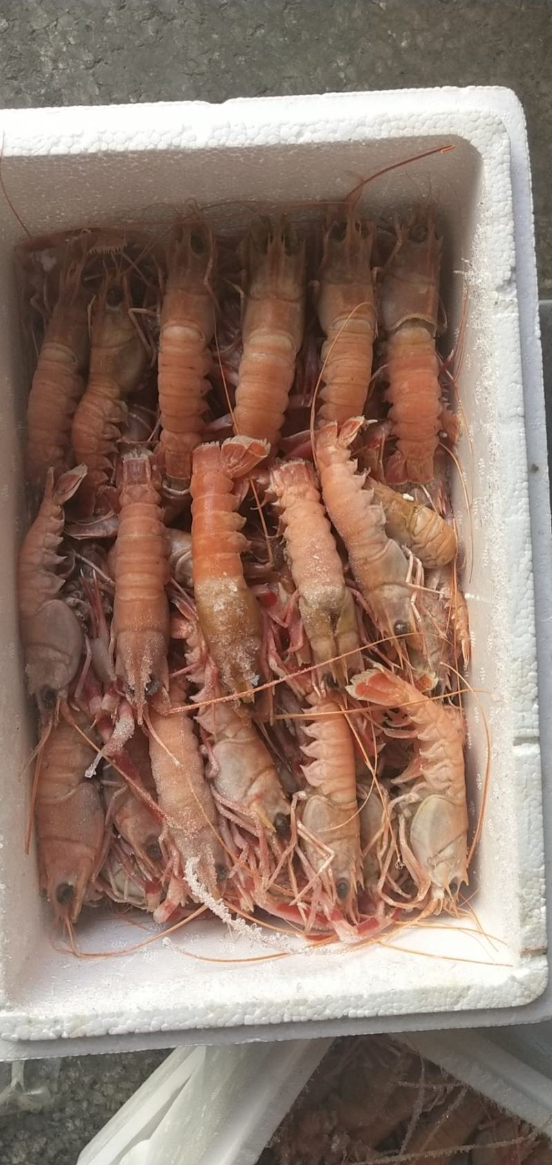 海龙虾，商超微商必选产品