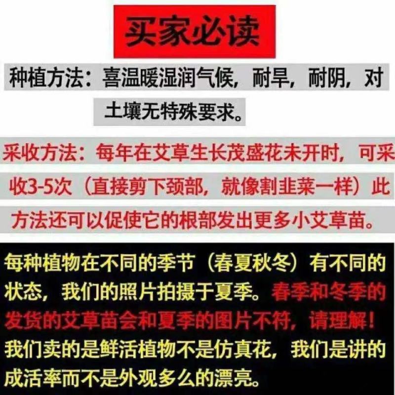 蕲艾草苗河南万亩艾草基地艾草苗成活率很高出绒率高