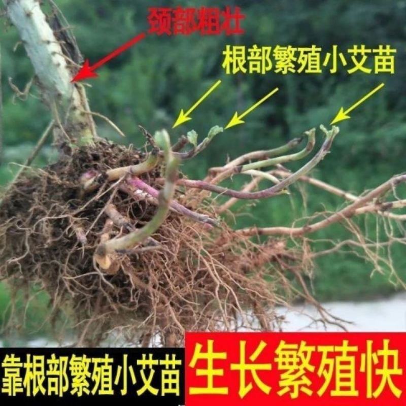 蕲艾草苗河南万亩艾草基地艾草苗成活率很高出绒率高