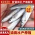 精品淡水银鳕鱼鱼苗鱼苗批发基地直供鳕鱼苗技术指导热卖中