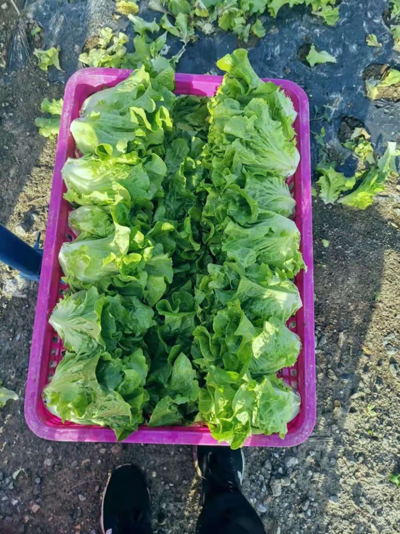 南阳产区精品意大利生菜产地直销，冷库加工，发往全国各地。