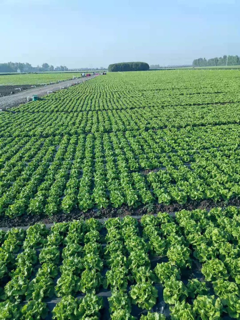 南阳产区精品意大利生菜产地直销，冷库加工，发往全国各地。