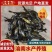 精品黄骨鱼鱼苗黄颡鱼苗黄辣丁昂刺鱼苗成活率高长势快