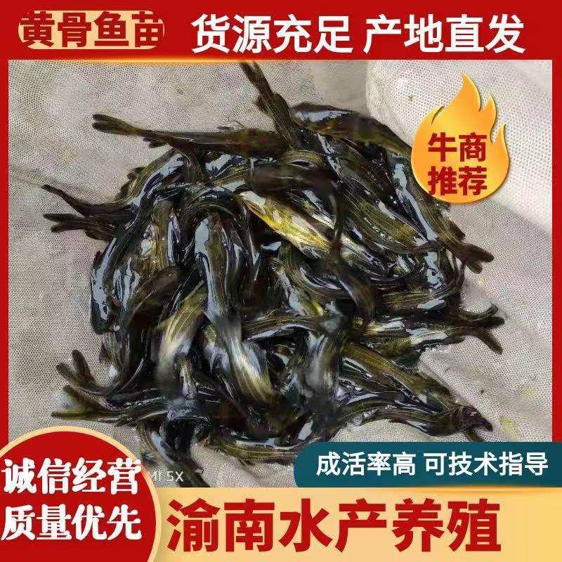 精品黄骨鱼鱼苗黄颡鱼苗黄辣丁昂刺鱼苗成活率高长势快