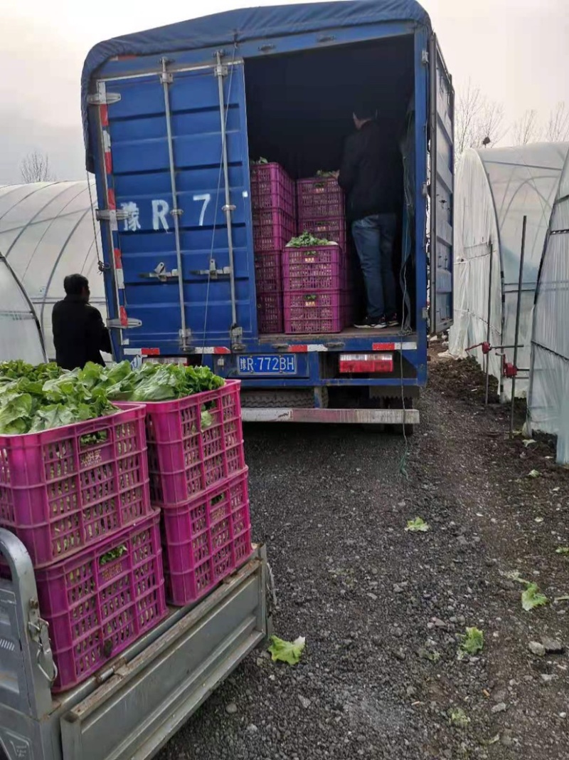 南阳产区精品意大利生菜产地直销，冷库加工，发往全国各地。