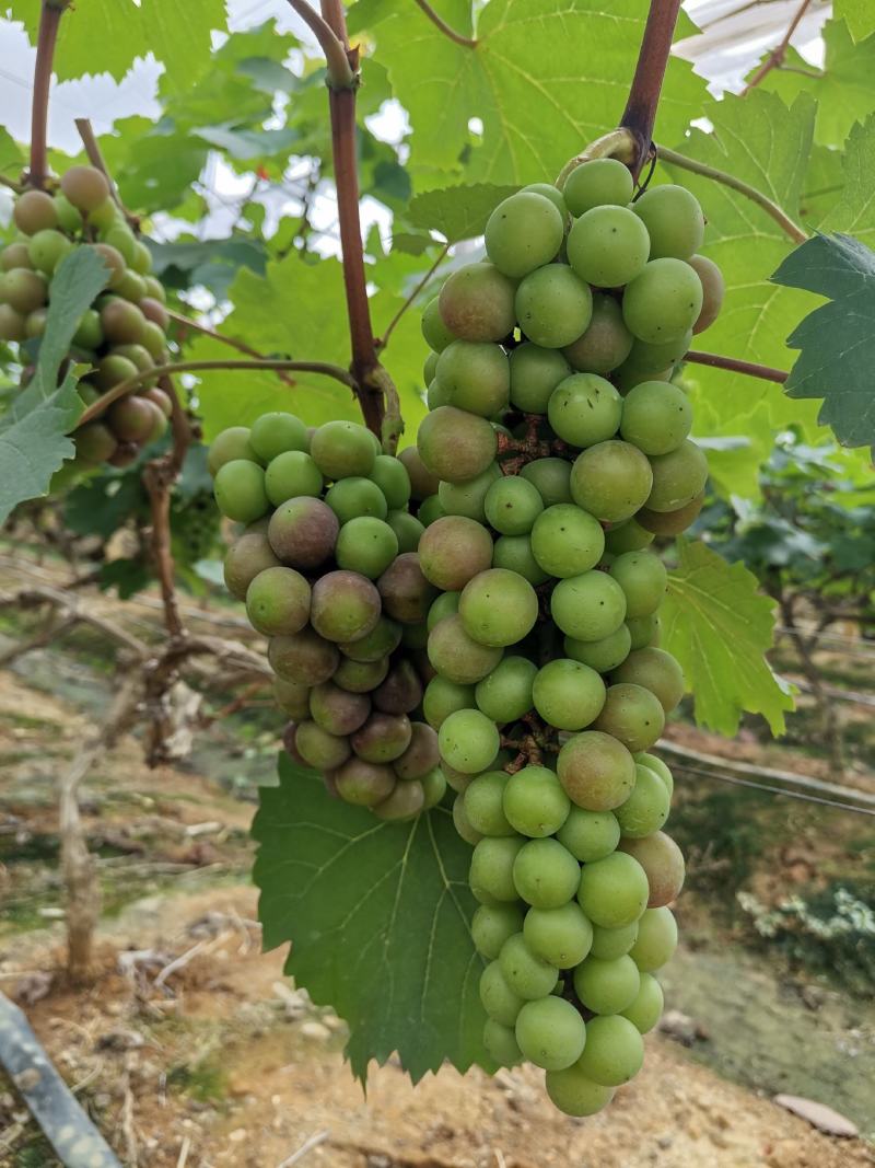 葡萄，夏黑葡萄，超甜多汁