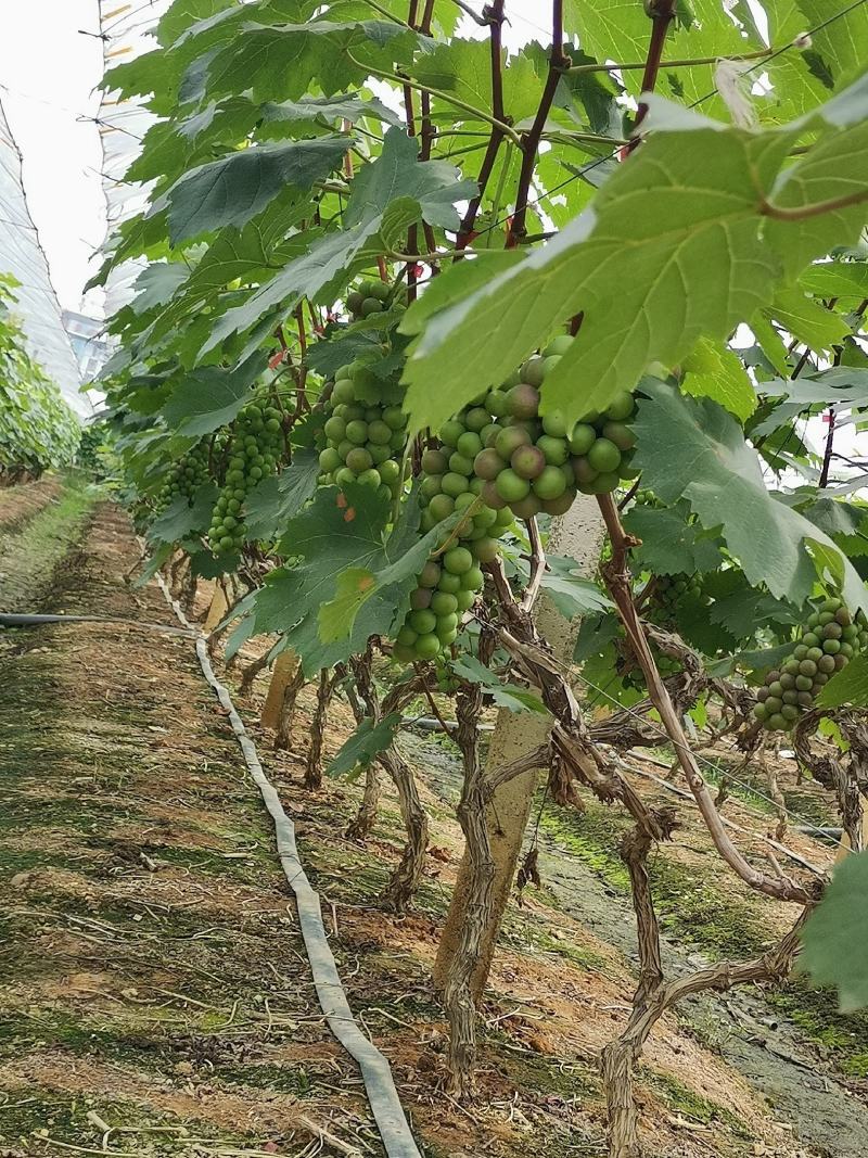 葡萄，夏黑葡萄，超甜多汁