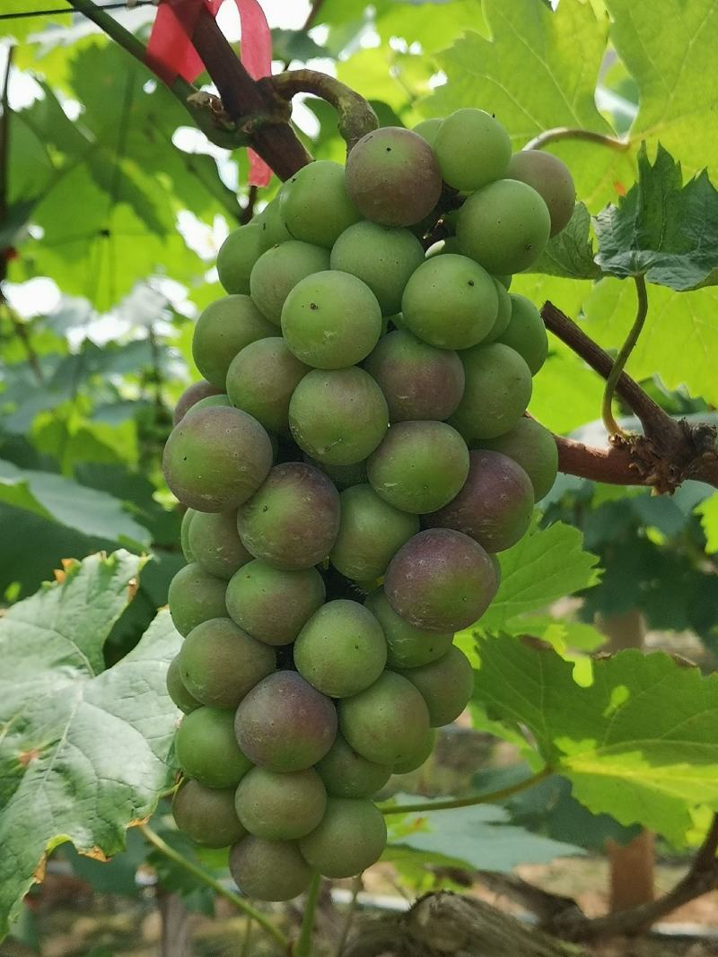 葡萄，夏黑葡萄，超甜多汁