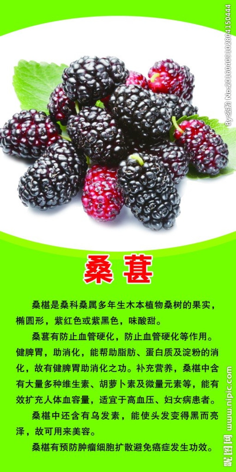 大凉山桑椹