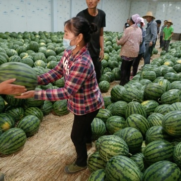 西瓜正在今行中